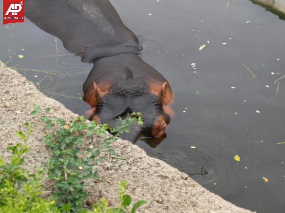 Nehru Zoological Park in Hyderabad Photos