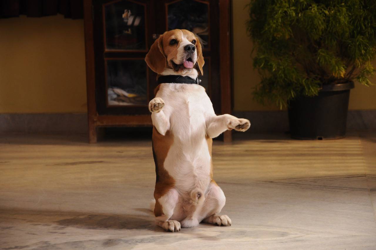 Rajendra Prasad Tommy Movie Latest Stills