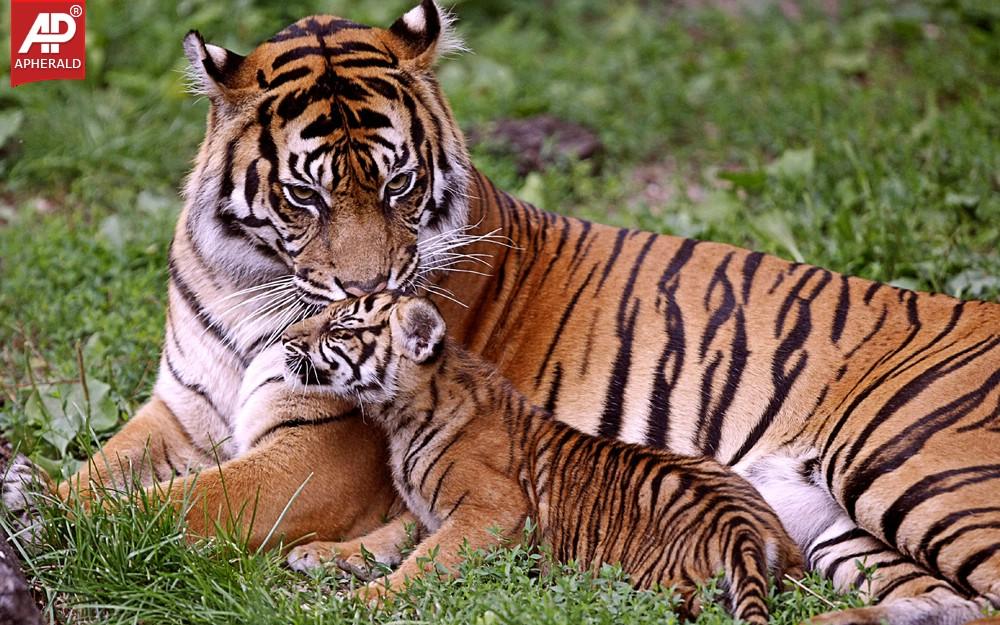 FEEL GOOD : Tigers Wallpapers