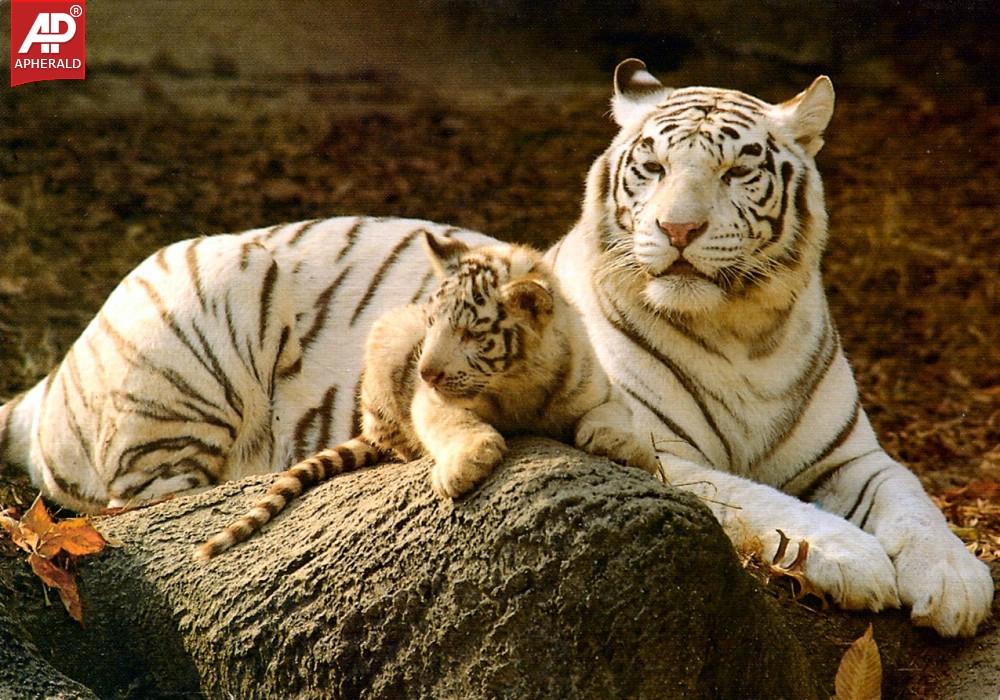 FEEL GOOD : Tigers Wallpapers