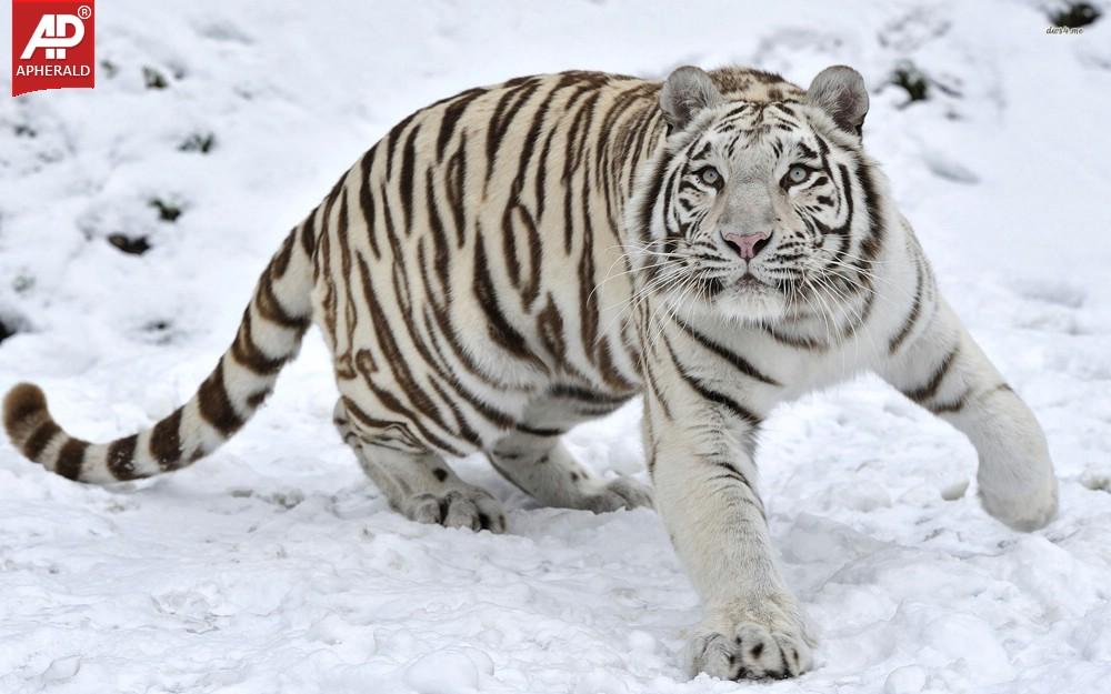 FEEL GOOD : Tigers Wallpapers
