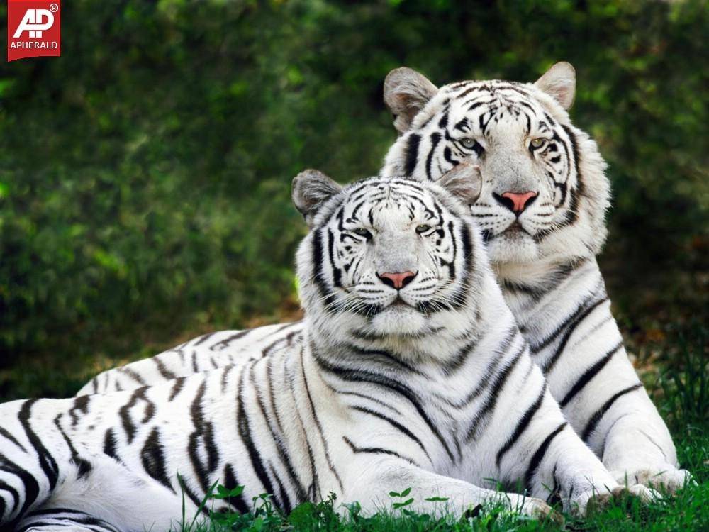 FEEL GOOD : Tigers Wallpapers