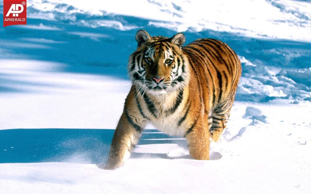 FEEL GOOD : Tigers Wallpapers