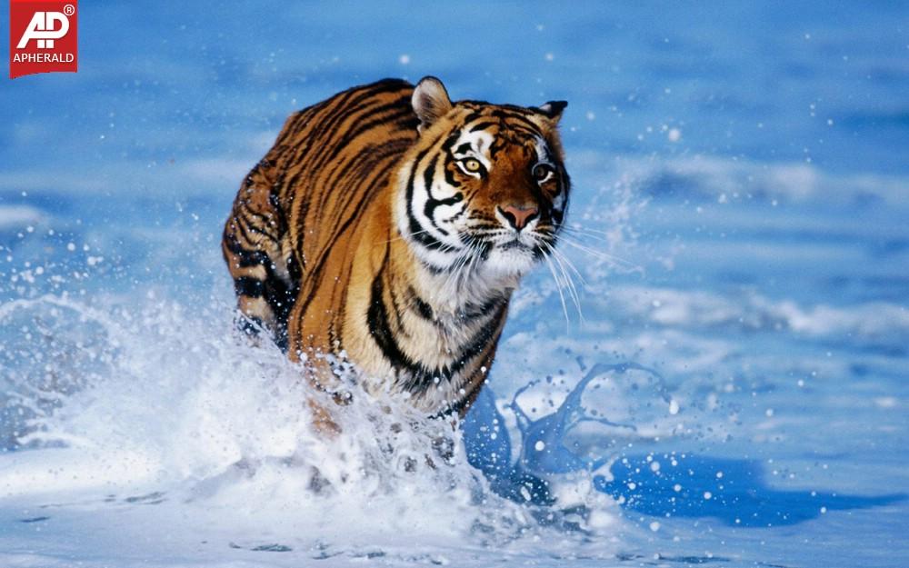 FEEL GOOD : Tigers Wallpapers
