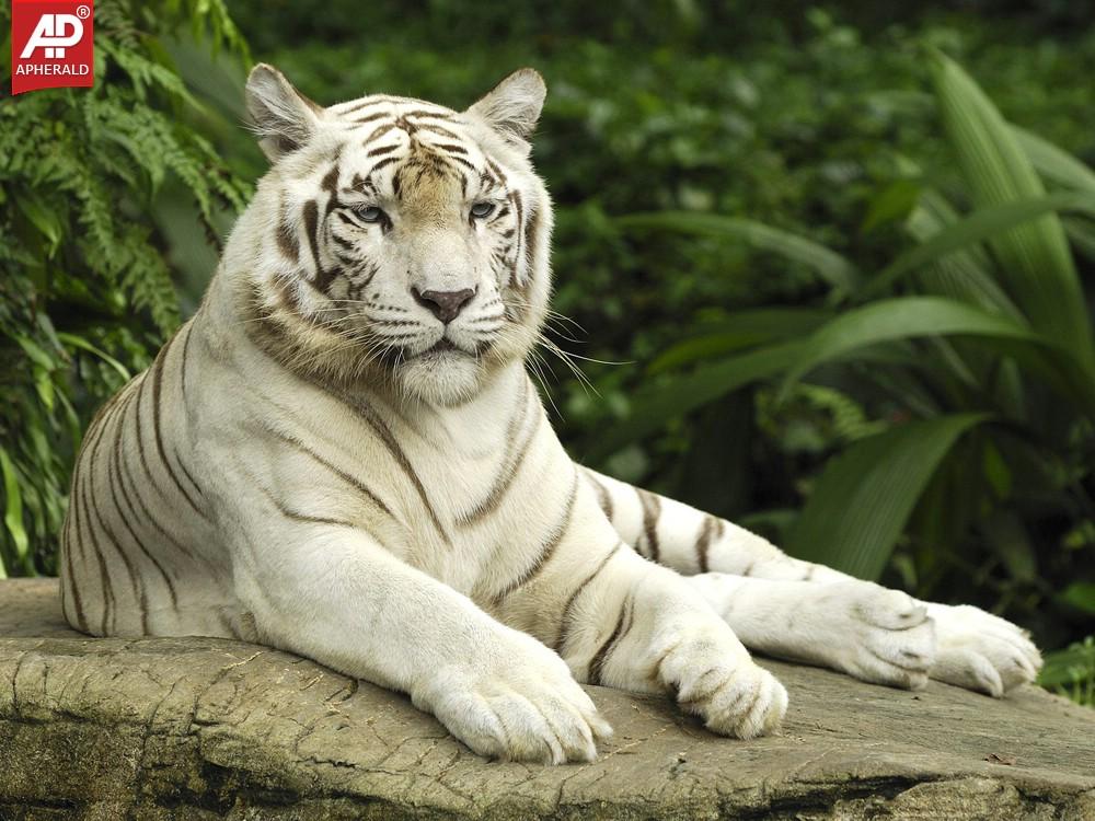 FEEL GOOD : Tigers Wallpapers