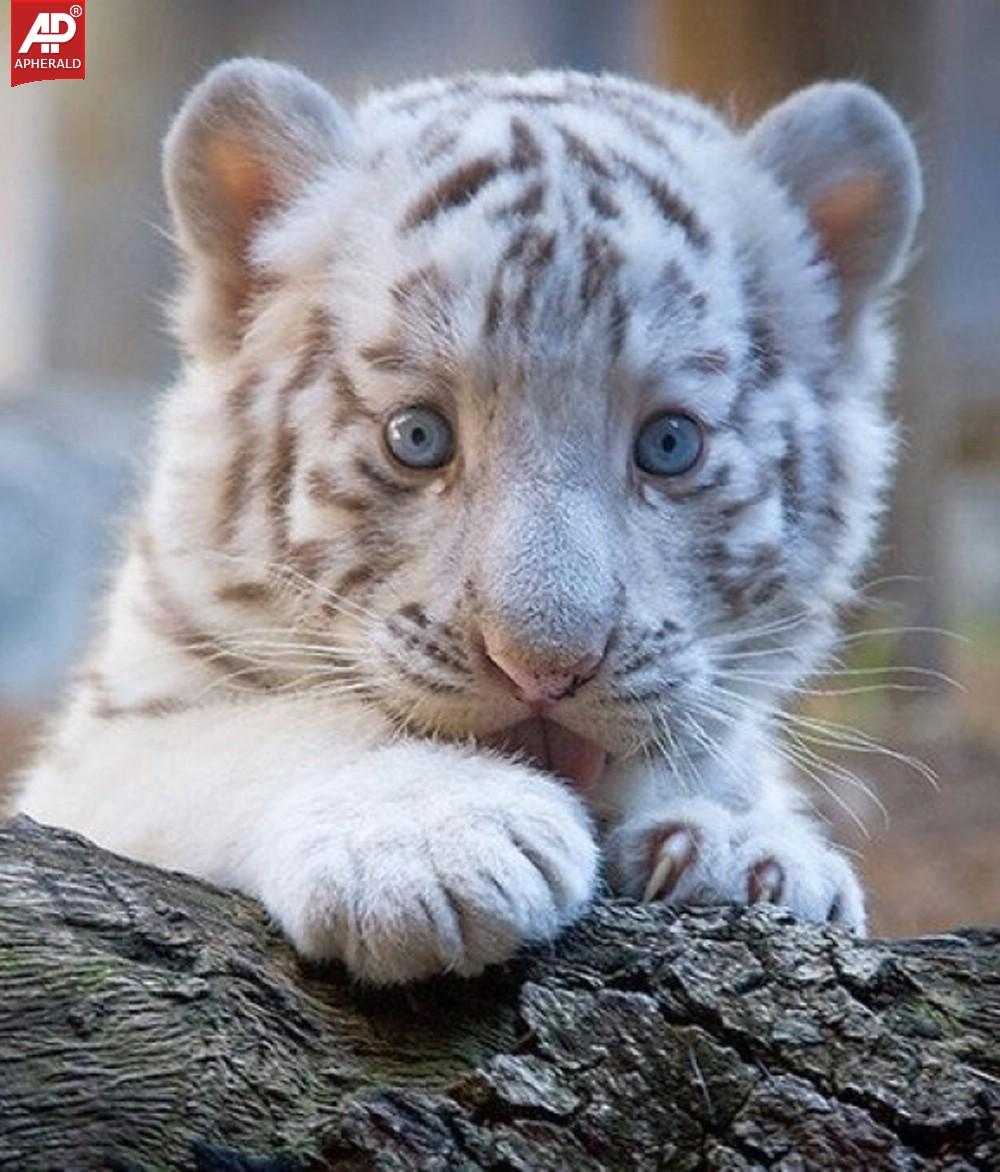 FEEL GOOD : Tigers Wallpapers