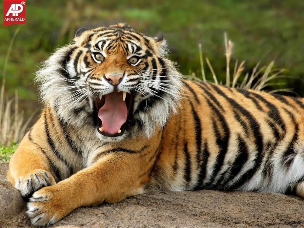 FEEL GOOD : Tigers Wallpapers