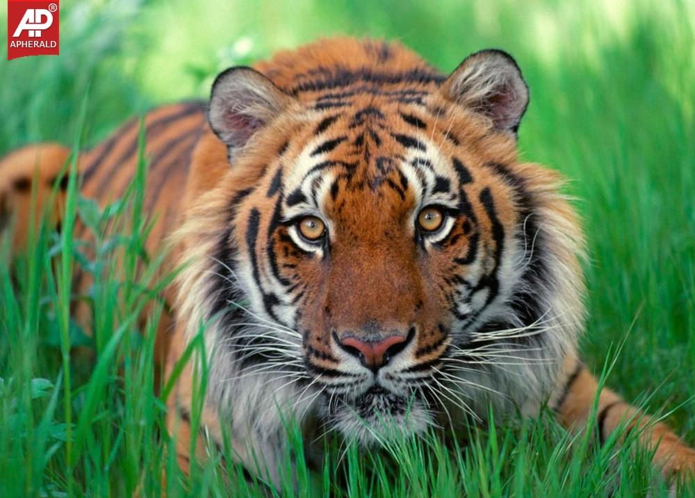 FEEL GOOD : Tigers Wallpapers