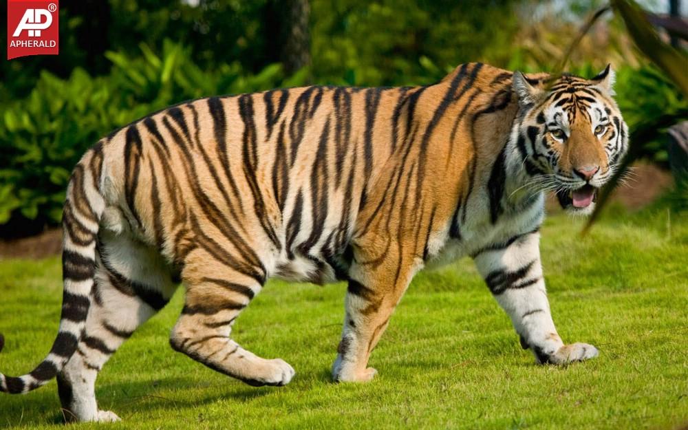 FEEL GOOD : Tigers Wallpapers