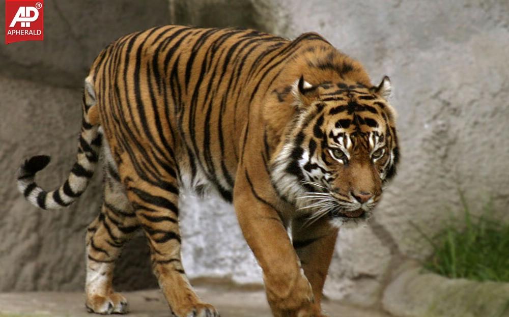 FEEL GOOD : Tigers Wallpapers