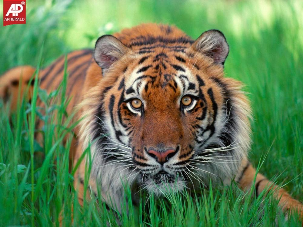FEEL GOOD : Tigers Wallpapers