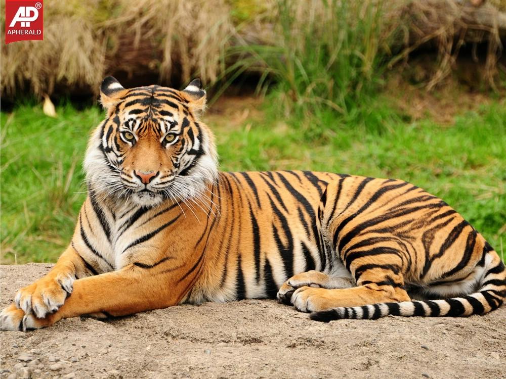 FEEL GOOD : Tigers Wallpapers