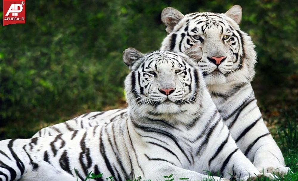 FEEL GOOD : Tigers Wallpapers