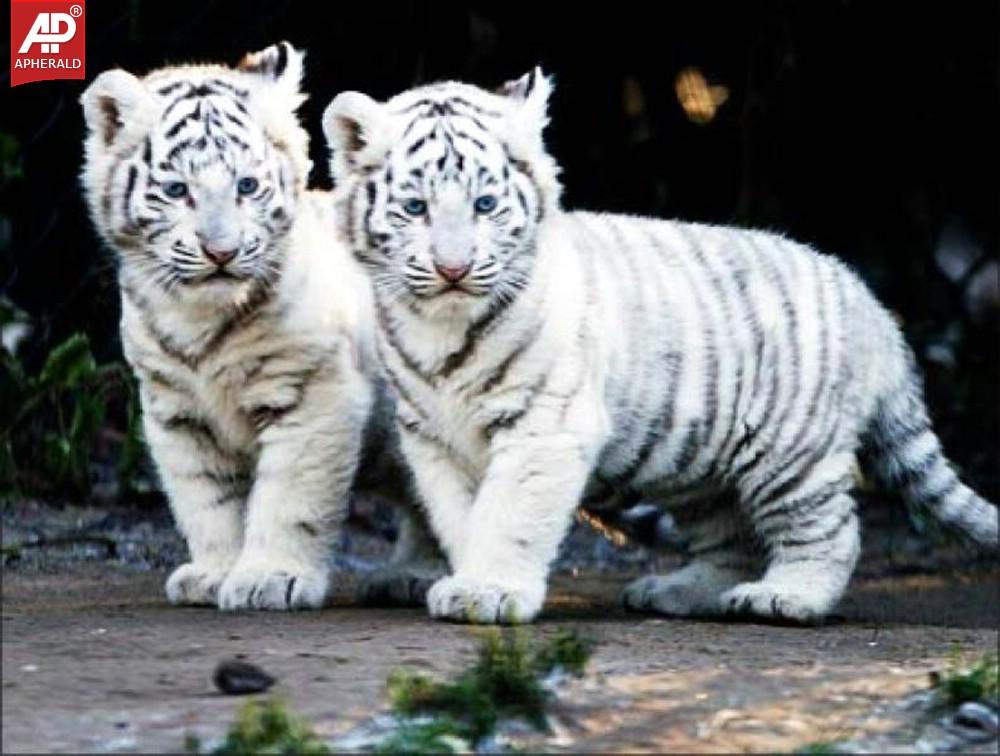 FEEL GOOD : Tigers Wallpapers
