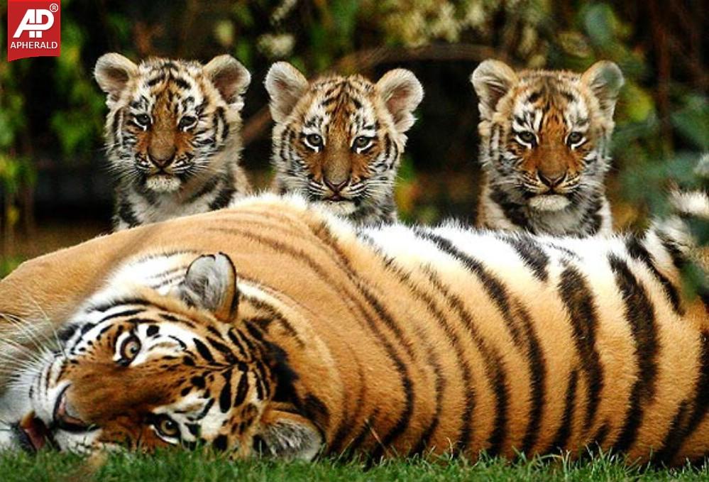 FEEL GOOD : Tigers Wallpapers