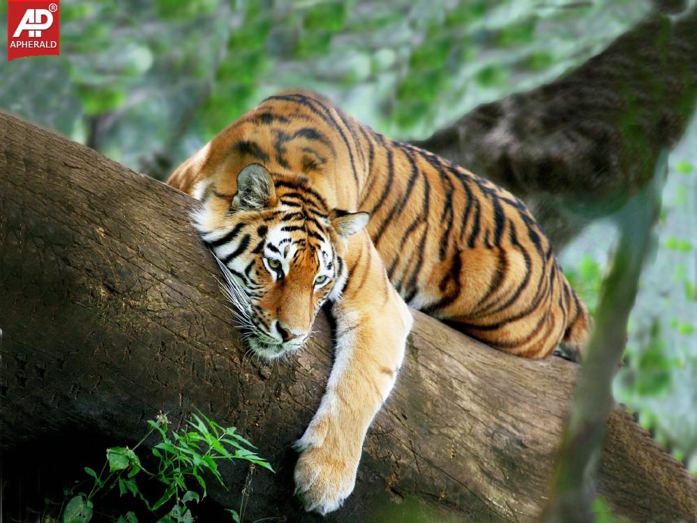 FEEL GOOD : Tigers Wallpapers