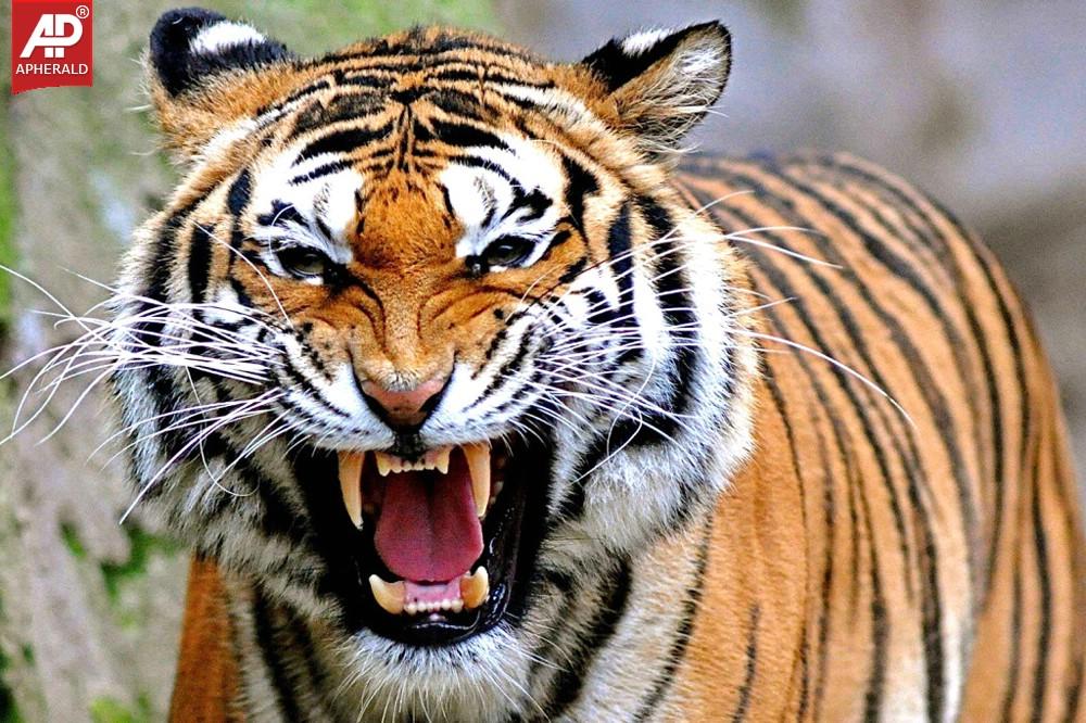 FEEL GOOD : Tigers Wallpapers