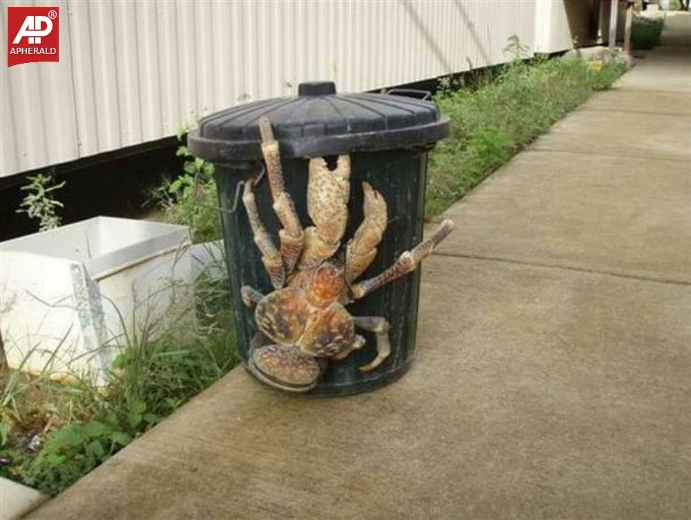 World Biggest Animals Photos