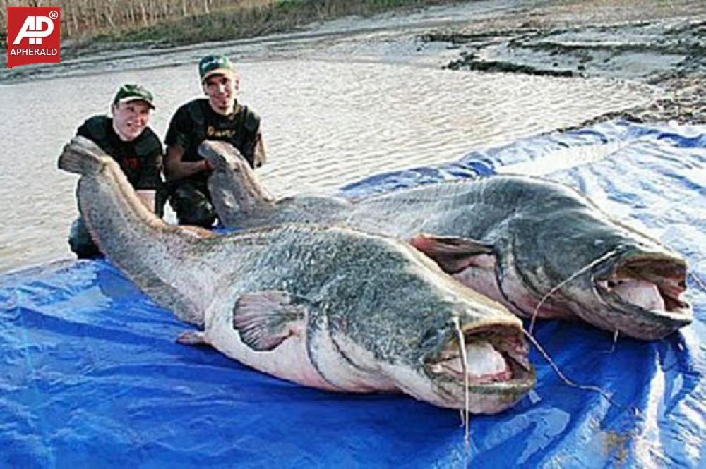 World Biggest Animals Photos