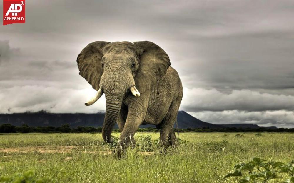 World's Largest Animals Photos