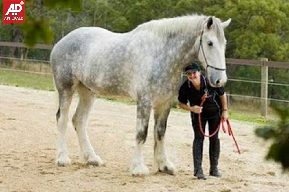 World's Largest Animals Photos