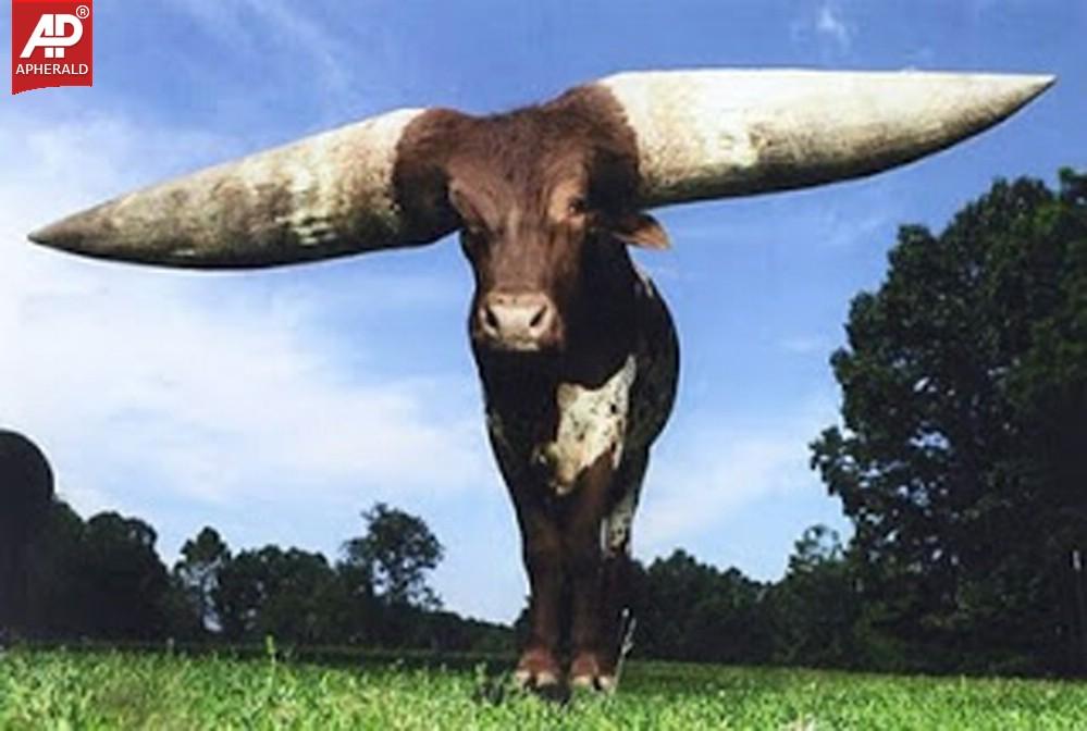World's Largest Animals Photos
