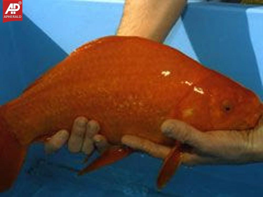 a sample image