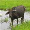What is KCR doing with buffaloes?
