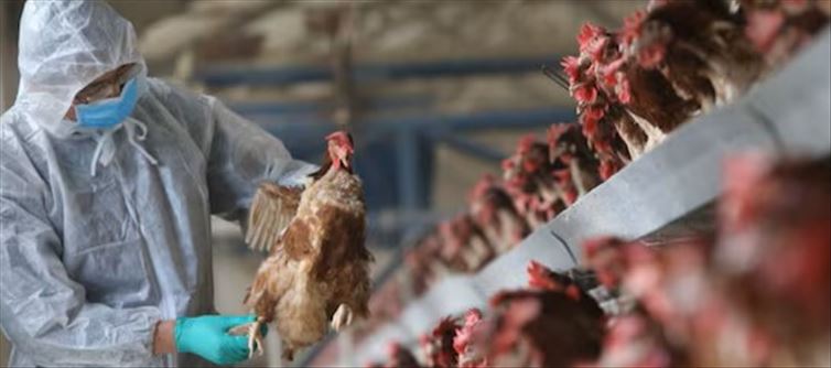 Alert issued after confirmation of bird flu in Ranchi...