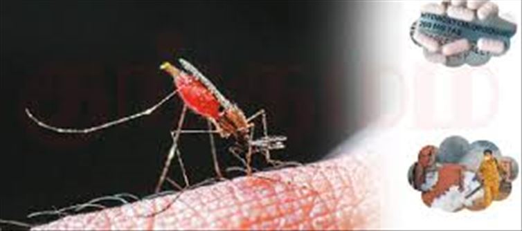 சிக்குன் குனியா டெங்கு மலேரியா நோய்கள் பரவாமல் தடுக்க நடவடிக்கை