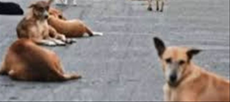 Stray Dog Attack Injures More Than 10 People in Tiruvallur
