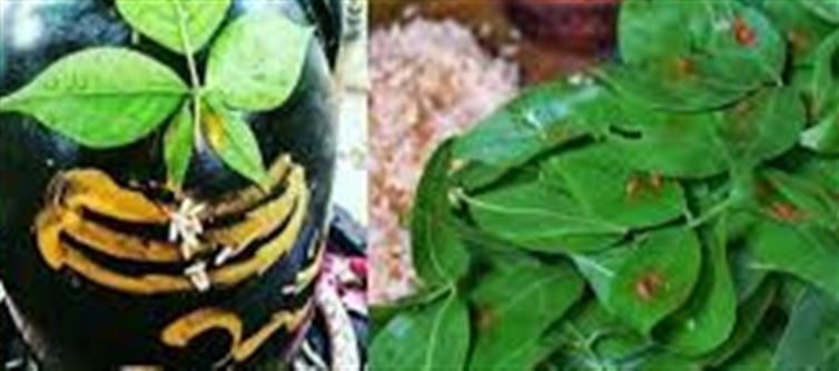 🌿 Why Green Works for Mahāshivratri