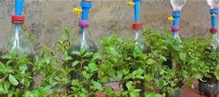 Grow Fresh Mint at Home Without Seeds: A Simple Summer Gardening Guide