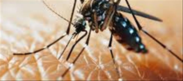 The Urban Lifestyle and Increasing Number of Dengue Cases: What You Need to Know