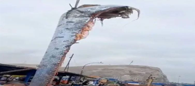 రాకాసి చేప : నెట్టింట వైరల్?