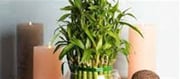 Can Lucky Bamboo Develop With Out Sunlight?