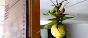 Do You Know The Astrology Behind Keeping Lemon and Chilly Outside Your House