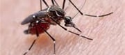 How Is The Dengue Virus Able To Trick The Frame's Immune Gadget?