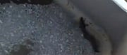 In India Drink at Your Own Risk, Govt Won’t Care - Even Lizard Soup Comes Free with Water