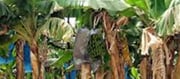 Is A Banana A Tree Or A Plant?