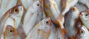 Is Fish vegetarian or non-vegetarian? The Answer will Shock you