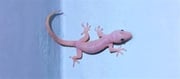 Simple tricks to keep them out naturally - No More Lizards