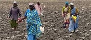The Copious Pre-Monsoon Rain And Early Monsoon Spur Kharif Sowing.