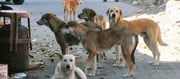 The Only Indian State With ZERO Dogs and Snakes