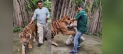 Tiger Attacked Indian Man In Thailand - BRUTAL VIDEO