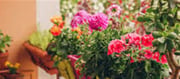 What Flowers Can Grow In Balcony With Out Sunlight?