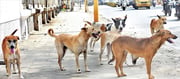 Motorists worried about stray dogs in the roads