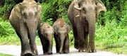 Wildlife clearance not required for infrastructure development