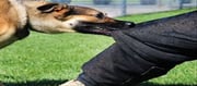 Who is responsible if a stray dog bites someone?
