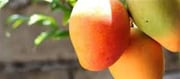 5 Symptoms Your Mangoes Aren't Obviously Ripened